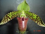 Paphiopedilum sukhakulli.jpg