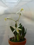 Laelia fournierii.jpg