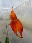 Masdevalia veitchiana.jpg