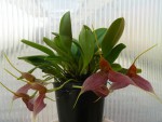 Masdevallia decumana1.jpg