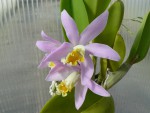 Laelia lucasiana1.jpg