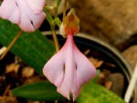 Habenaria rosea.jpg