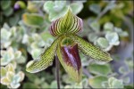 Paphiopedilum Papa.jpg