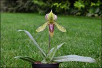 Paphiopedilum Papa1.jpg