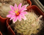 Mammillaria boolii_a.jpg