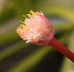 Haemanthus humilis ex Craib.jpg