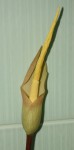 Amorphophallus atroviridis.jpg