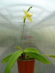 Phragmipedium besseae var. flava-rostlina.jpg