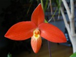 Phragmipedium besseae. JPG.jpg