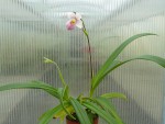 Phragmipedium schlimii-rostlina.jpg