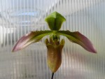 Paphiopedilum appletonianum.jpg