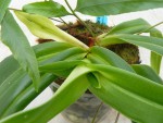 Phrag. kovachii 2.jpg