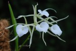 9479_Brassavola nodosa.jpg