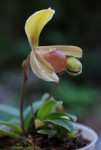 9496_Paphiopedilum helenae.jpg