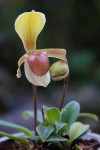 9494_Paphiopedilum helenae.jpg