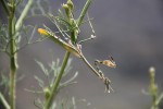 Empusa pennata.JPG