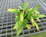 Paph.ch.jpg