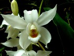 Coelogyne mooreana.jpg