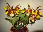 odontoglossum grande.jpg