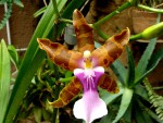 Miltonia clowesii.jpg