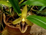 Coelogyne ovalis.jpg