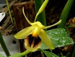 Coelogyne fimbriata.jpg