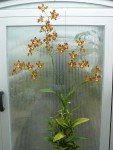 Oncidium crispum var. grandiflorum.jpg