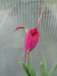 Masdevallia coccinea dark.jpg