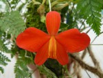 Sophronitis acuensis.jpg