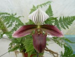 Paphiopedilum purpuratum 2.jpg