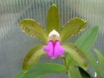 Cattleya bicolor puntata Amarela.jpg