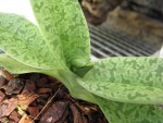 Paph.venustum.jpg