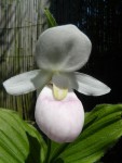 Cypripedium reginae .jpg