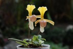 9790_Paphiopedilum helenae.jpg