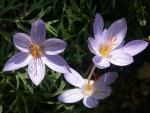 crocus-pulchellus.jpg