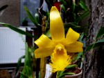 orchideje 2151.jpg