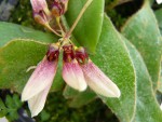 Bulbophyllum lepidum.jpg