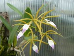 Encyclia brasavolae.jpg