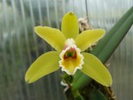 Cattleya luteola.jpg