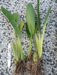 Maxillaria sanderiana.jpg