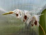 Coelogyne barbata1.jpg