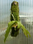 Gastrochilus japonicus-rostlina.jpg