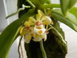 Gastrochilus japonicus.jpg