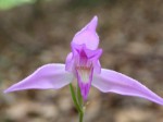 cephalanthera rubra.jpg