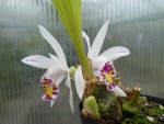 Pleione maculata.jpg