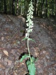 epipactis helleborine.jpg