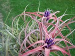 Tillandsia brachycaulos var. multiflora 1.JPG