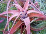 Tillandsia brachycaulos var. multiflora4.JPG