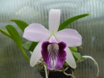 Laelia dayana var. coerulea2.jpg