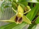 Coelogyne fimbriata-květ.jpg